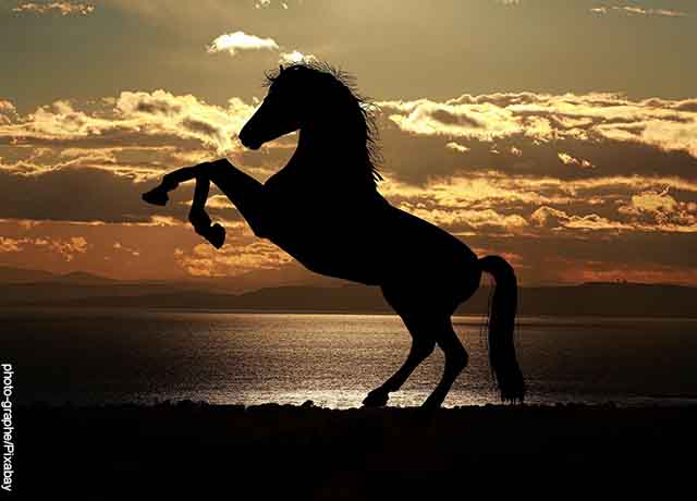 Foto retroiluminada de un caballo parado sobre dos patas