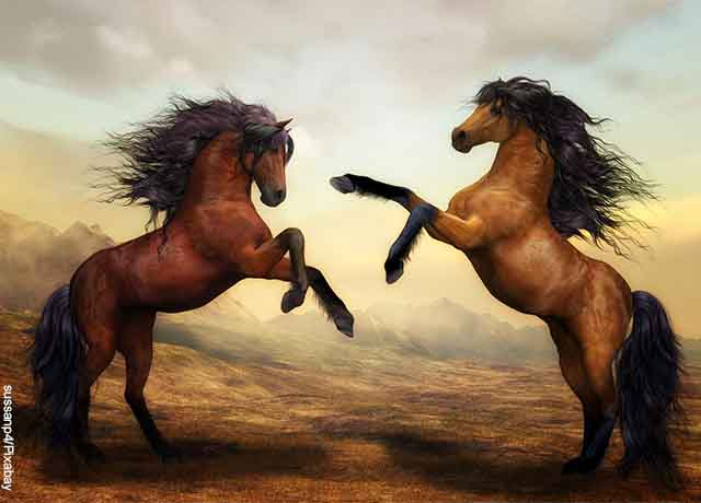 foto de dos caballos de pelea
