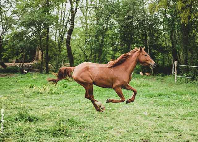 foto de un caballo corriendo en el prado