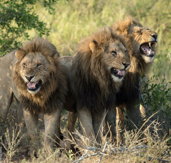 foto de varios leones