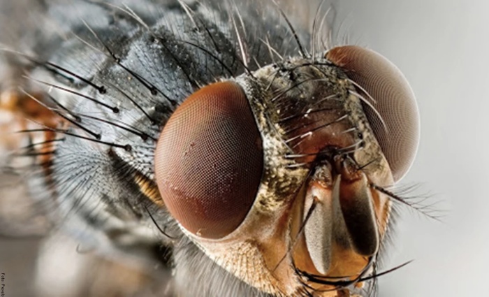 foto de una mosca