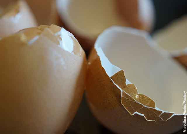 Foto de la cáscara de dos huevos.