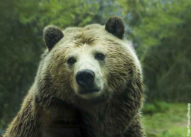 Foto de la cara de un oso adulto.