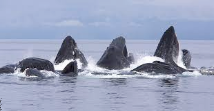 foto de muchas ballenas