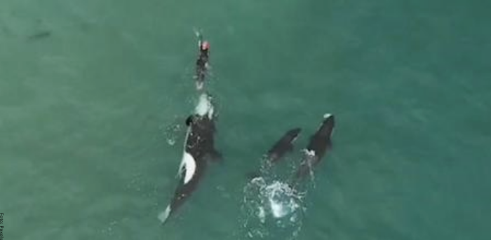 foto de ballenas atacando