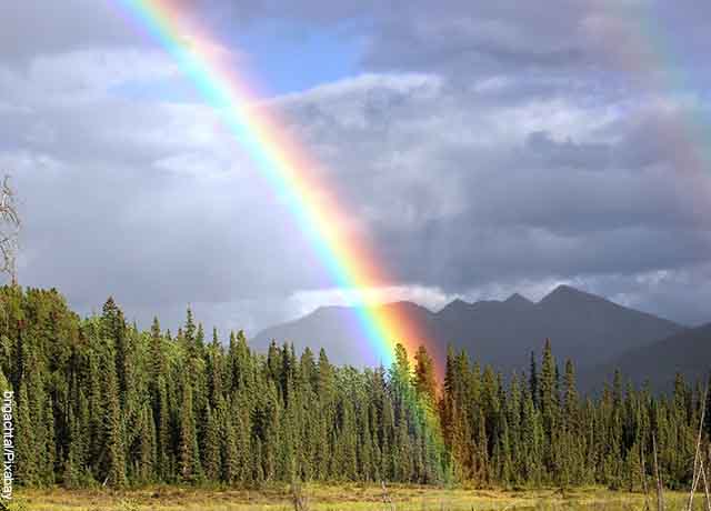 Foto de arcoiris entre arbustos