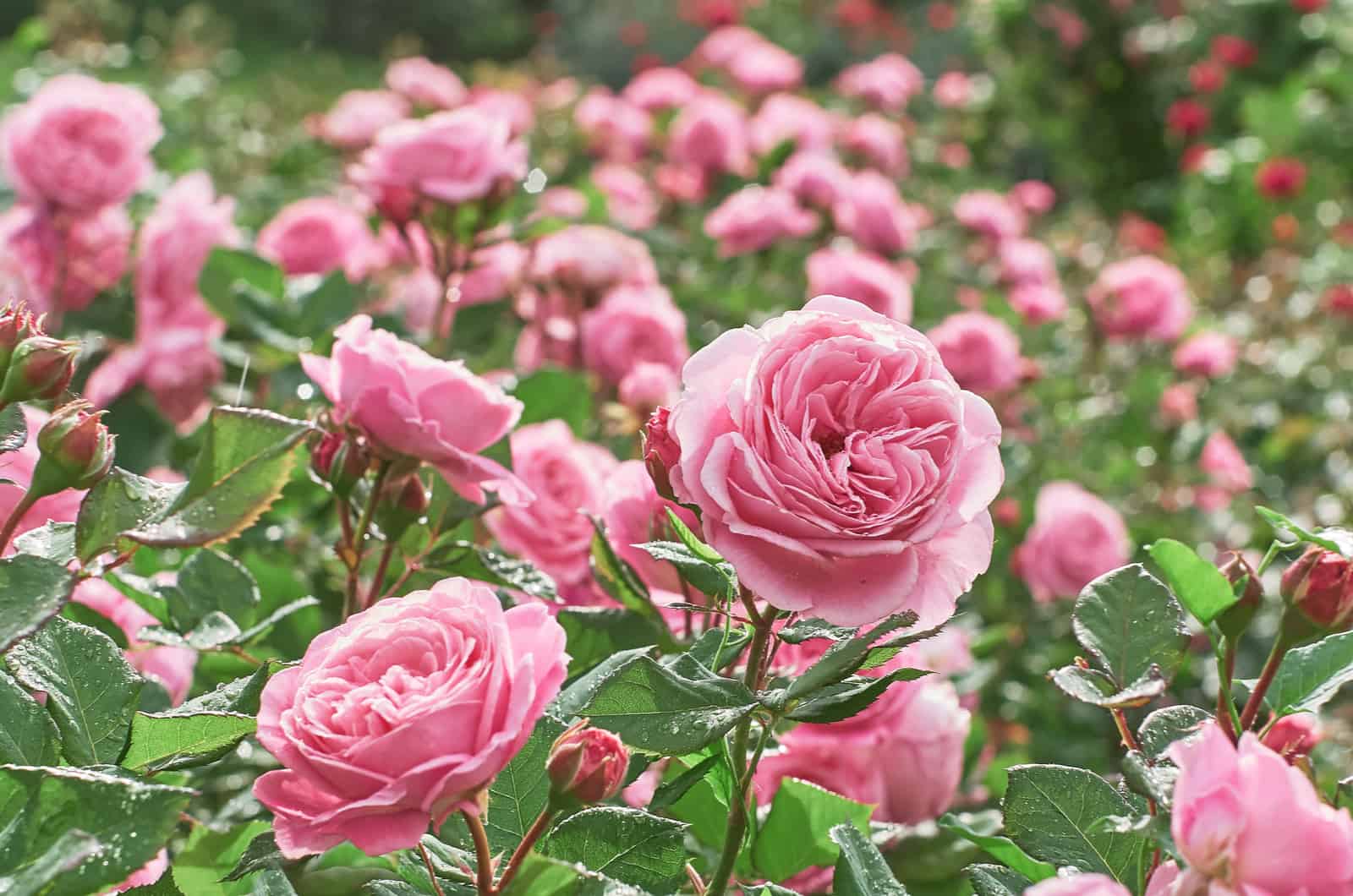 rosas rosadas en el jardín